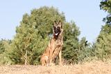 MALINOIS 114